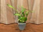 Prosthechea Green Hornet x Psh. Trulla (3.5" pot) - Image 2