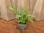 Prosthechea Green Hornet x Psh. Trulla (3.5" pot) - Image 3