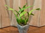 Prosthechea Green Hornet x Psh. Trulla (3.5" pot) - Image 5