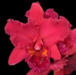 Rlc. Mariah Crawford's Merriment 'Volcano Red' (3.5" pot)