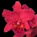 Rlc. Mariah Crawford's Merriment 'Volcano Red' (3.5" pot)