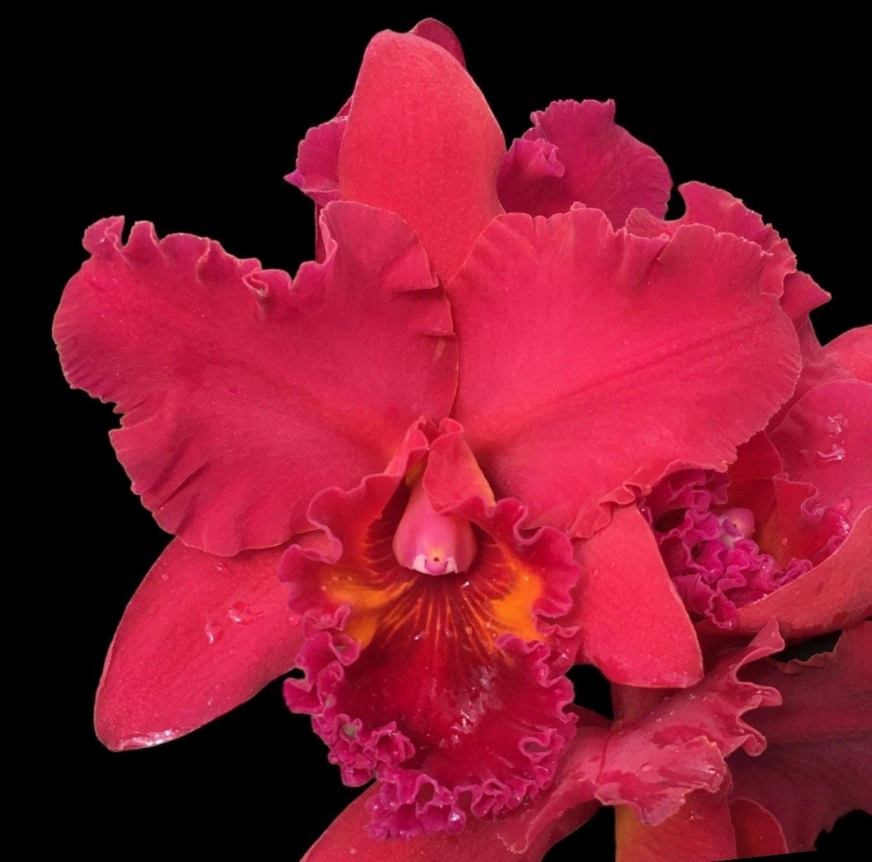 il_fullxfull.5087350522_7h74.jpg Rlc. Mariah Crawford's Merriment 'Volcano Red' (3.5" pot) - Image 1