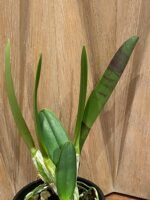 In Sheath - Rlc. Mori Akatsuka 'Kira' (5" pot) - Image 4