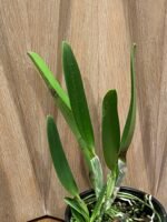 Rlc. Mori Akatsuka 'Kira' (5" pot) - Image 4