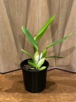 In Sheath - Cattleya labiata v. rubra x sib (‘Orchid Eros’ x ‘Ching Hua’) (5” pot) - Image 2