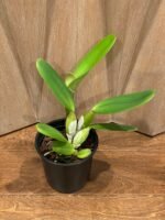 In Sheath - Cattleya labiata v. rubra x sib (‘Orchid Eros’ x ‘Ching Hua’) (5” pot) - Image 3