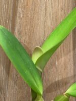 In Sheath - Cattleya labiata v. rubra x sib (‘Orchid Eros’ x ‘Ching Hua’) (5” pot) - Image 4