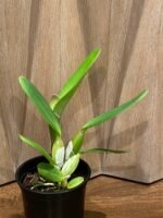 In Sheath - Cattleya labiata v. rubra x sib (‘Orchid Eros’ x ‘Ching Hua’) (5” pot) - Image 5