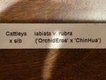In Sheath - Cattleya labiata v. rubra x sib (‘Orchid Eros’ x ‘Ching Hua’) (5” pot) - Image 6