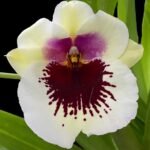 3-4 SPIKES - Miltoniopsis Maui Passion ‘Love Lace’ x William Hammel ‘Rising Sun’ (4” pot)