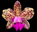 Cattleya Hot Spot ‘Puratic’ Blooming Size (3.5” pot)