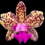 Cattleya Hot Spot ‘Puratic’ Blooming Size (3.5” pot)