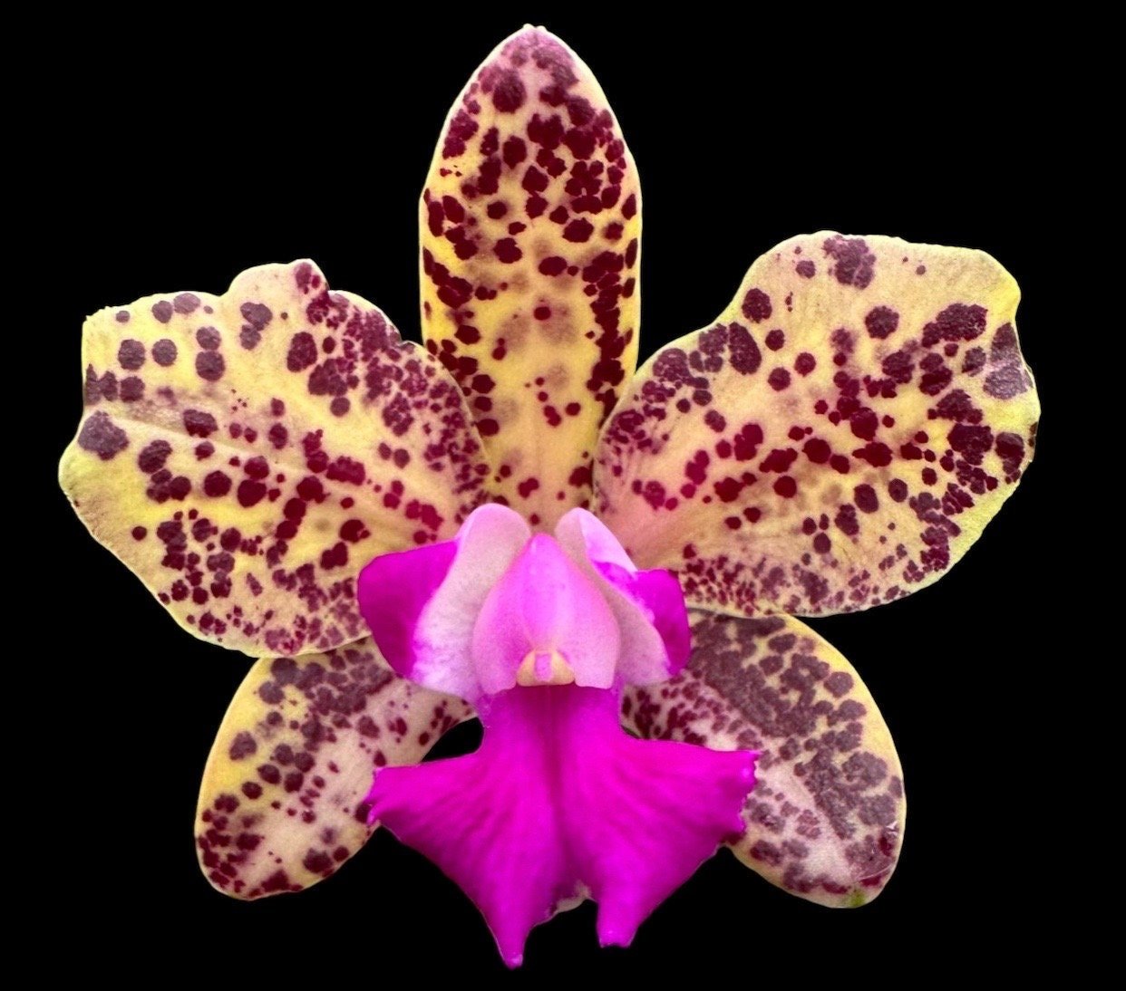 il_fullxfull.5095420553_hv3o.jpg Cattleya Hot Spot ‘Puratic’ Blooming Size (3.5” pot) - Image 1