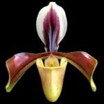 Paphiopedilum villosum var. annamense ‘Chuck’s Warrior’ AM/AOS x self (3.5” pot)