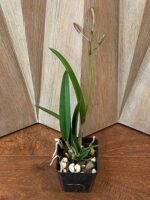 In Bud - Blc. Copper Queen (Bl. Richard Mueller x Blc. Toshia Aoki) (3.5" pot) - Image 3