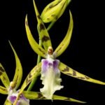 Miltassia Golden Spider ‘Copius’ (3.5" pot)