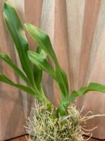 HUGE & In Bud - Grammatophyllum (Tiger Paw x scriptum ‘Citrinum) x scriptum ‘Citrinum’ (5” pot) - Image 4