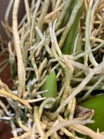 HUGE & In Bud - Grammatophyllum (Tiger Paw x scriptum ‘Citrinum) x scriptum ‘Citrinum’ (5” pot) - Image 7