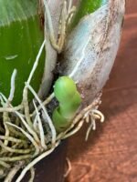HUGE & In Bud - Grammatophyllum (Tiger Paw x scriptum ‘Citrinum) x scriptum ‘Citrinum’ (5” pot) - Image 8