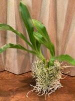 HUGE & In Bud - Grammatophyllum (Tiger Paw x scriptum ‘Citrinum) x scriptum ‘Citrinum’ (5” pot) - Image 10
