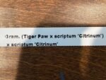 Grammatophyllum (Tiger Paw x scriptum ‘Citrinum) x scriptum ‘Citrinum’ (3.5” pot) - Image 9
