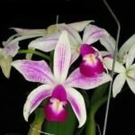 Cattleya violacea semi-alba x sib (5” Pot)