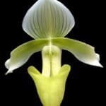 In Spike - Paph. curtisii v. sanderae x sib (Multi-Growths, 3.5” pot)