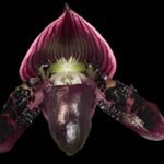 Paph Quintal’s Legend (Satchel’s Legend x argus) (2" pot)