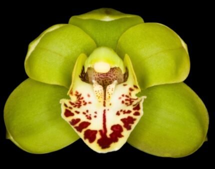 Cymbidium Willunga Eyecatcher ‘Barcelona’ (Warm Tolerant, 5” pot)