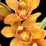 Cymbidium Enzan Forest ‘Majolica’