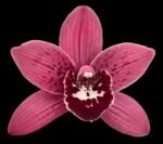 Cymbidium Ramble On Rose #5 (Very Warm Tolerant, 3.5" pot)