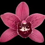 Cymbidium Ramble On Rose #5 (Very Warm Tolerant, 3.5" pot)