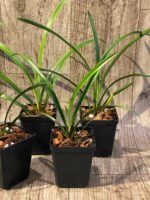 Cymbidium Ramble On Rose #5 (Very Warm Tolerant, 3.5" pot) - Image 5