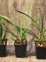 Cymbidium Ramble On Rose #5 (Very Warm Tolerant, 3.5" pot) - Image 7