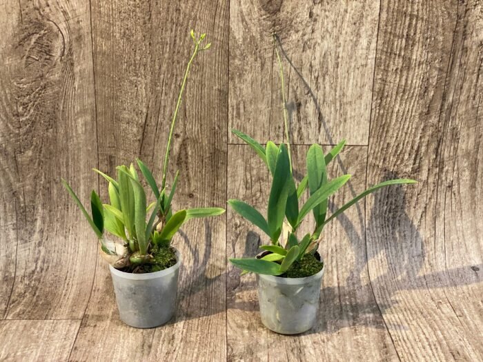 In Spike - Broughtonia sanguinea ‘Pink Moon’ × sanguinea 4N (3” pot) - Image 2