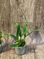 In Spike - Broughtonia sanguinea ‘Pink Moon’ × sanguinea 4N (3” pot) - Image 5
