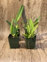 Laelia crispa ‘AWZ-USA’ x sib (3.5" pot) - Image 2