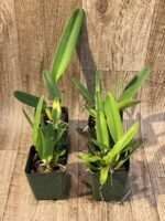 Laelia crispa ‘AWZ-USA’ x sib (3.5" pot) - Image 3