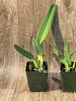 Laelia crispa ‘AWZ-USA’ x sib (3.5" pot) - Image 6