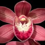 Cymbidium Nut 'Red Beauty' x Cymbidium Cumberland Blues ‘Purple Haze’ (Warm Tolerant, 5" pot)