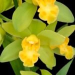 Cymbidium Green Maureen #1 (Warm Tolerant, 5" pot)