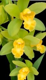 Cymbidium Green Maureen #1 (Warm Tolerant, 5" pot)