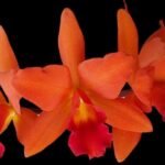 Cattlianthe Naranja En Flor (3.5” pot)