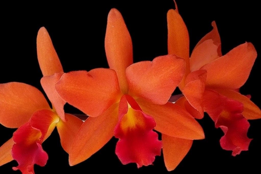 il_fullxfull.5114205824_si9j.jpg Cattlianthe Naranja En Flor (3.5” pot) - Image 1