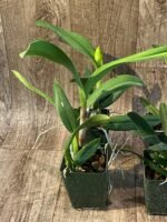 Cattlianthe Naranja En Flor (3.5” pot) - Image 4