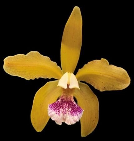 Cattleya granulosa ‘Paul’ x sib (3.5” pot)