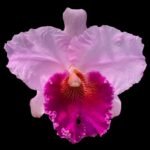 Potinara William Drumbeat #35 (4” pot)