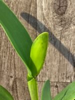In Sheath - Cattleya labiata semi-alba ‘Orchid Eros’ x ‘September Mist’ (3.5” pot) - Image 5