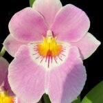 Miltoniopsis Linda Lingle (Blooming Size, 3.5” pot)