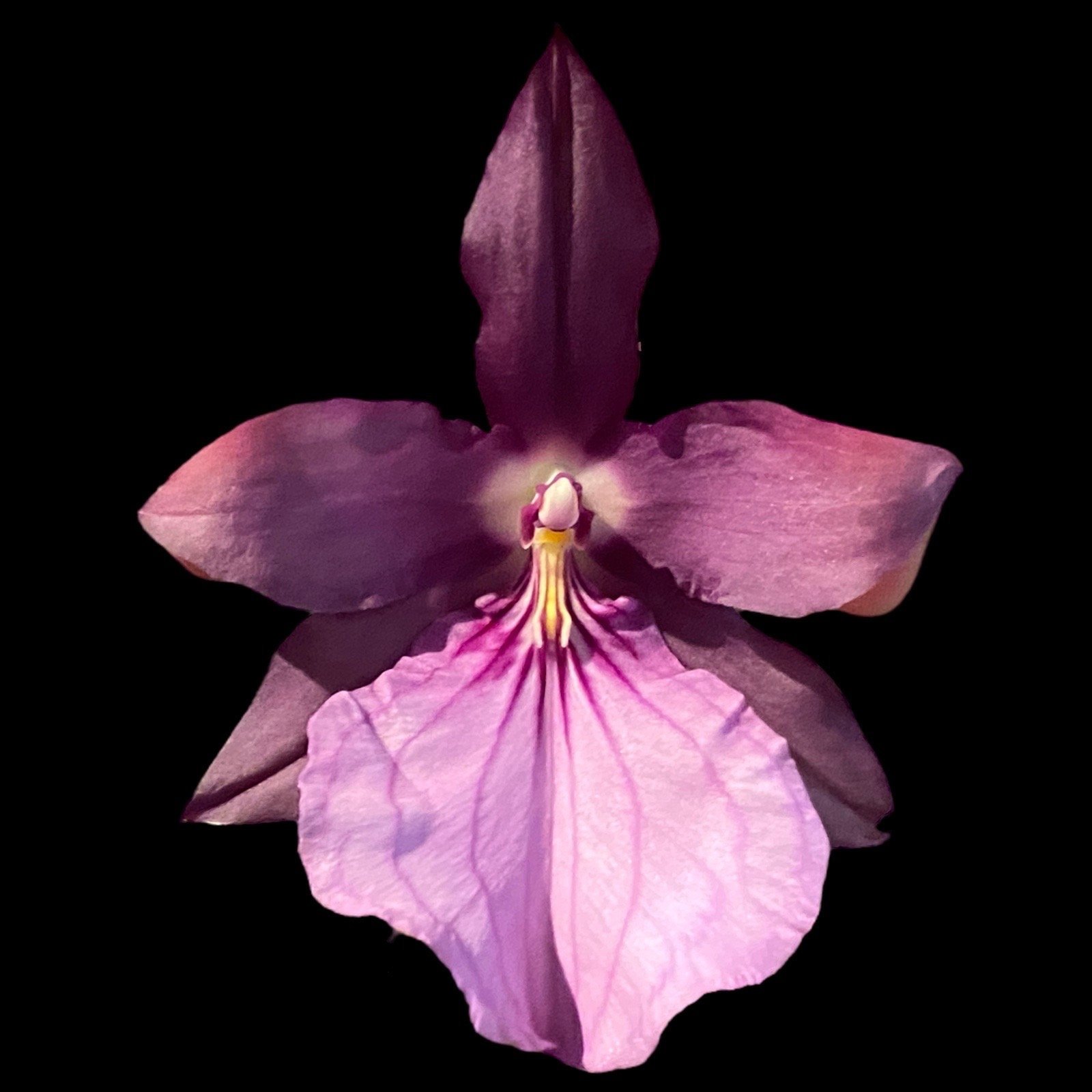 il_fullxfull.5120473090_t62m.jpg Miltonia spectabilis var. moreliana x sib (3.5” pot) - Image 1